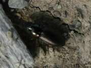 Thumbnail 370262 B