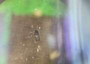 Thumbnail 370267 A