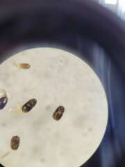 Thumbnail 370267 B