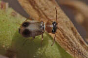 Thumbnail 370268 A