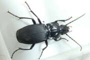 Thumbnail 370307 A