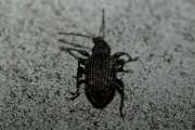 Thumbnail 370325 B