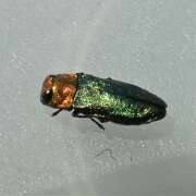 Thumbnail 370326 A