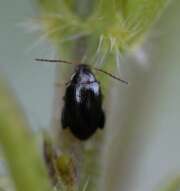 Thumbnail 370337 B