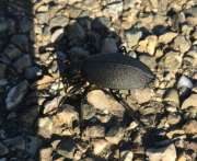 Thumbnail 370339 B