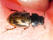 Thumbnail 370340 B