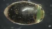 Thumbnail 370343 B