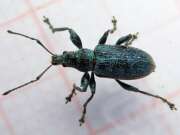 Thumbnail 370352 A