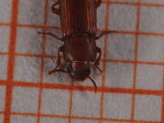 Thumbnail 370359 B