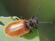 Thumbnail 370362 B
