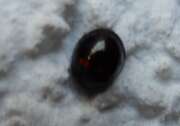 Thumbnail 370422 A
