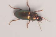 Thumbnail 370423 A