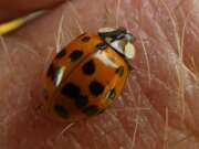 Thumbnail 370427