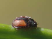 Thumbnail 370428 A