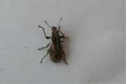 Thumbnail 370455 A