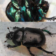 Thumbnail 370457 B