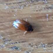 Thumbnail 370470 B