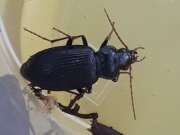 Thumbnail 370494 A
