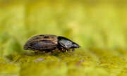Thumbnail 370539 B