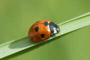 Thumbnail 370541 B