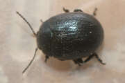 Thumbnail 370542 B