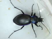 Thumbnail 370543 B