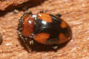 Thumbnail 370545 A