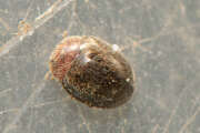 Thumbnail 370547 B