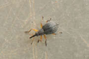 Thumbnail 370549 B