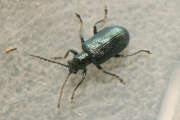 Thumbnail 370554 B