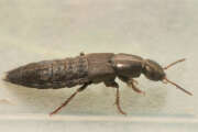 Thumbnail 370562 B