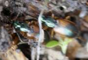 Thumbnail 370616 B