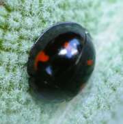 Thumbnail 370625 A