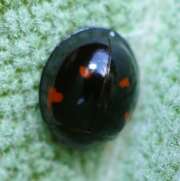 Thumbnail 370625 B