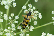 Thumbnail 370628 A