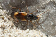 Thumbnail 370631 B