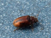 Thumbnail 370651 A