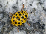 Thumbnail 370654 B