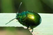 Thumbnail 370665 A