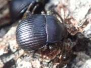 Thumbnail 370681 A