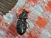 Thumbnail 370687 B