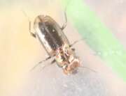 Thumbnail 370690 B