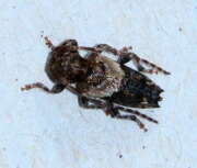 Thumbnail 370708 A