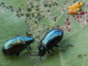 Thumbnail 370742 A