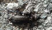 Thumbnail 370751 B