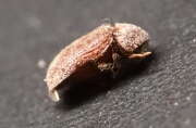 Thumbnail 370752 A