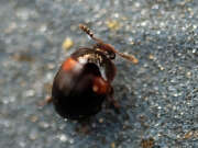 Thumbnail 370765 B