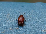 Thumbnail 370770 A