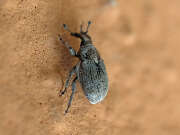 Thumbnail 370782 A