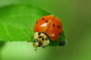 Thumbnail 370826 B